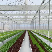 Vegetables Hydroponically Grown