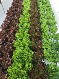 Vegetables Produced by Hyroponics