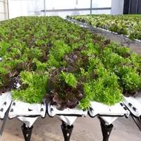 Hydroponic Crops
